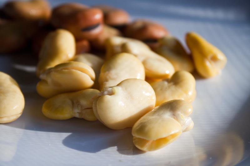 skinned fava beans